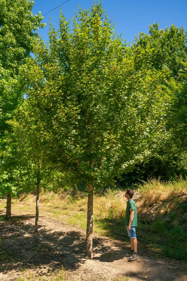 Acer campestre — specimen