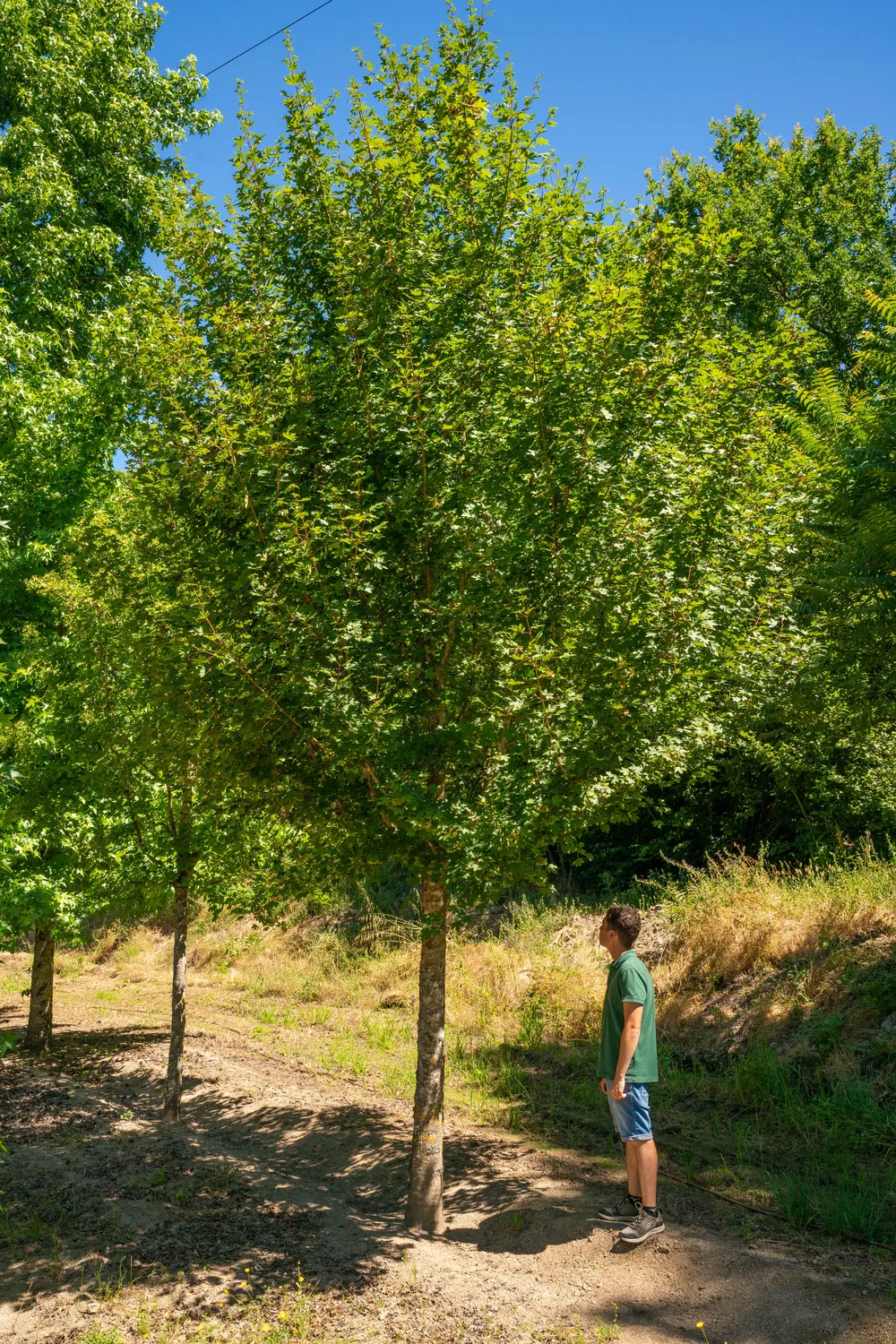 Acer campestre — specimen
