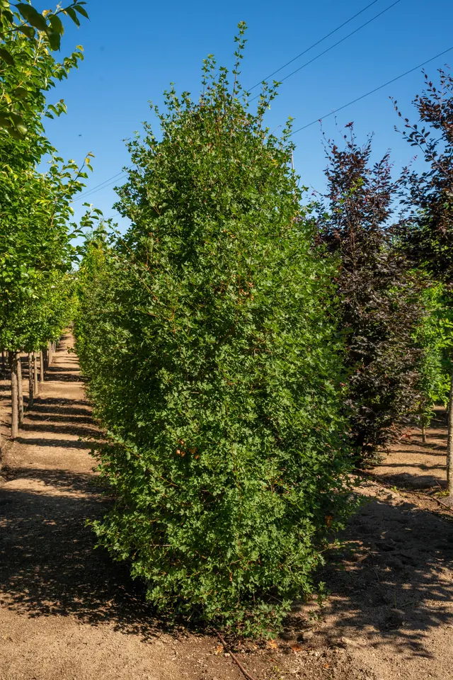 Acer monspessulanum — specimen