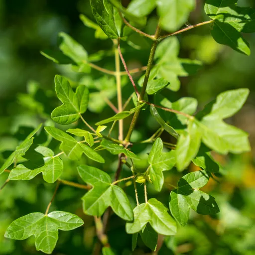 Acer monspessulanum — leaf detail