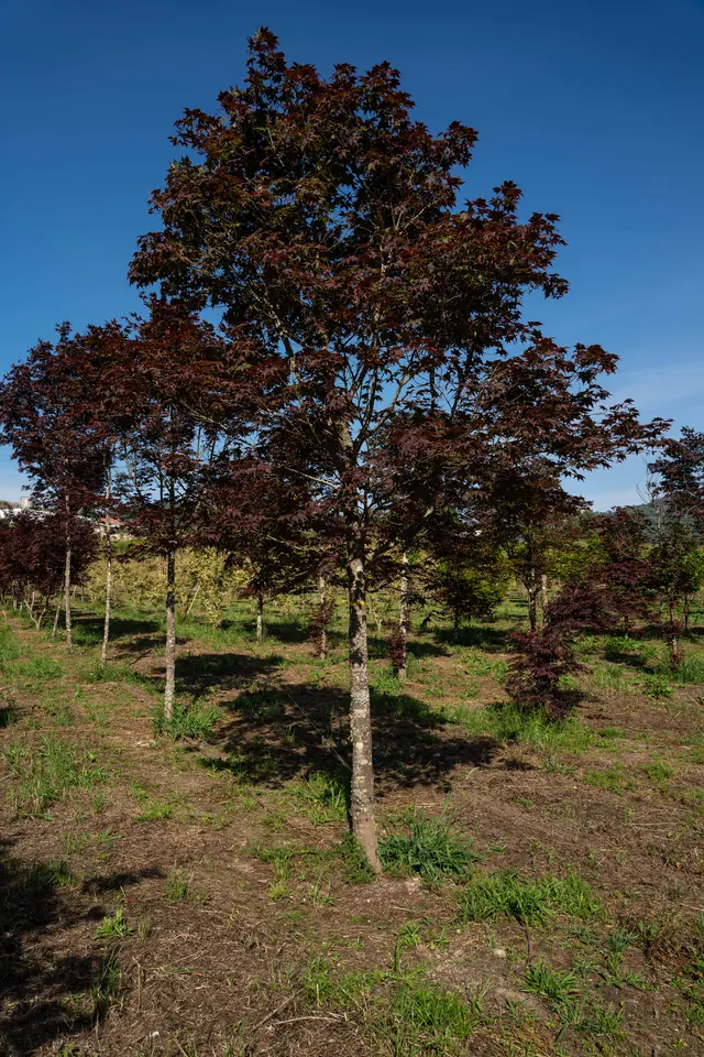 Acer palmatum 'Atropurpureum' — specimen