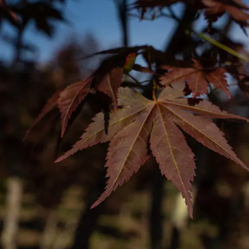 Acer palmatum 'Atropurpureum' — leaf detail