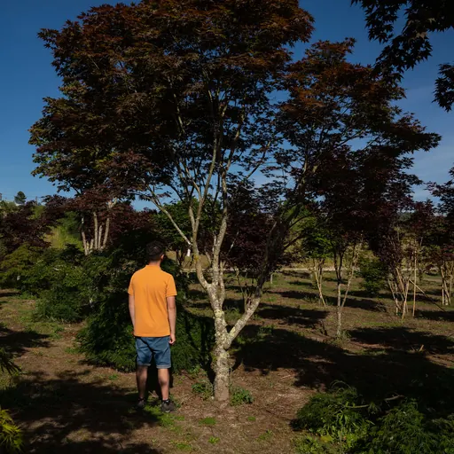 Acer palmatum 'Atropurpureum' — specimen