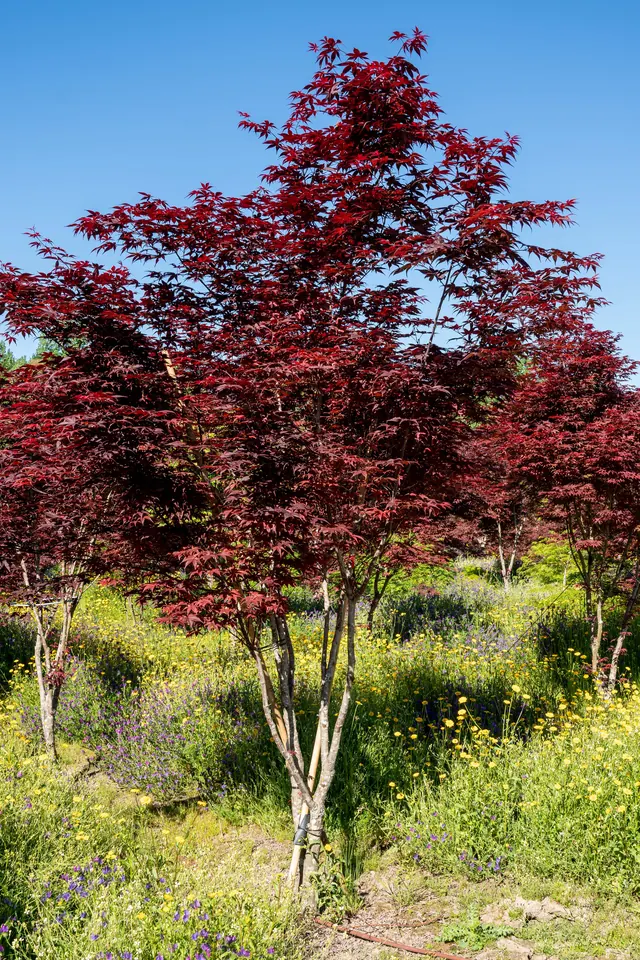 Acer palmatum 'Bloodgood' — specimen