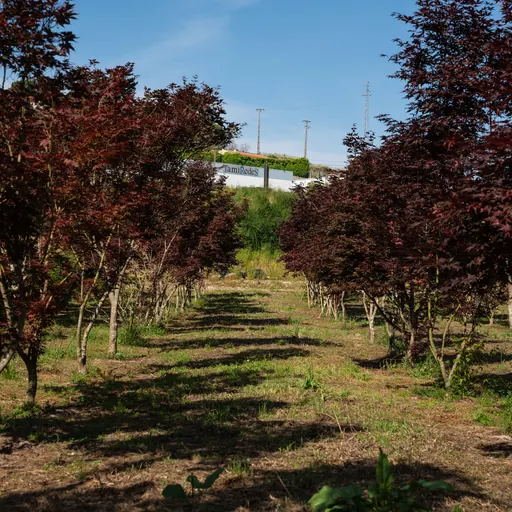Acer palmatum 'Bloodgood' — specimen