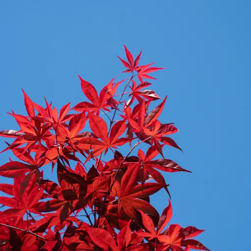 Acer palmatum 'Bloodgood' — leaf detail