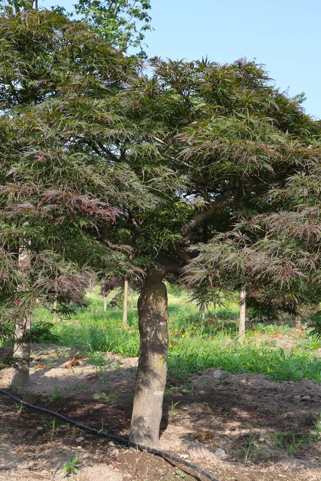 Acer palmatum 'Dissectum Garnet' — specimen