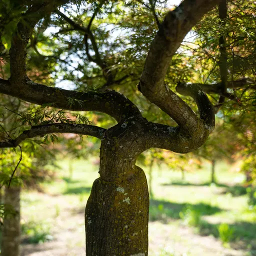 Acer palmatum 'Dissectum Garnet' — bark detail