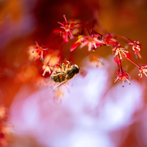 Acer palmatum 'Dissectum Garnet' — pollinator detail