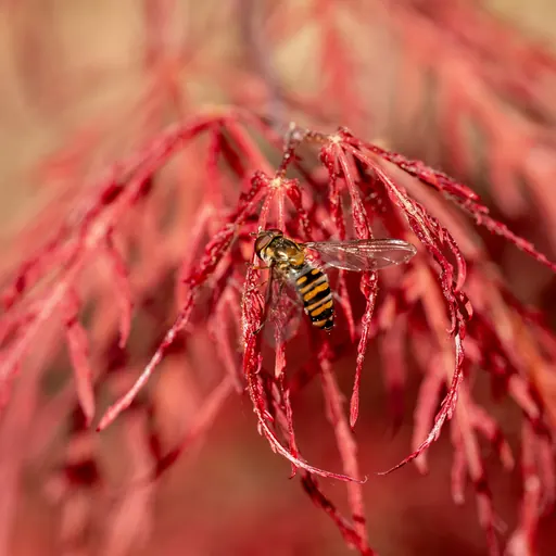 Acer palmatum 'Dissectum Garnet' — pollinator detail