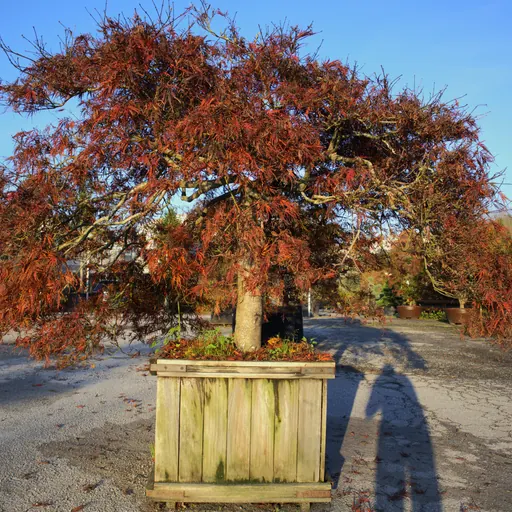 Acer palmatum 'Dissectum Garnet' — specimen