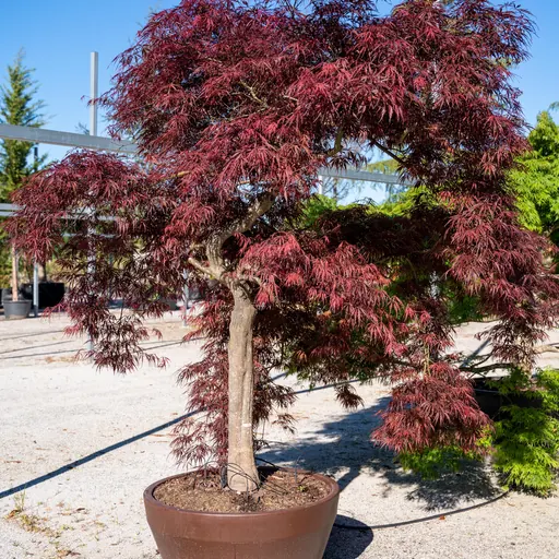 Acer palmatum 'Dissectum Garnet' — specimen