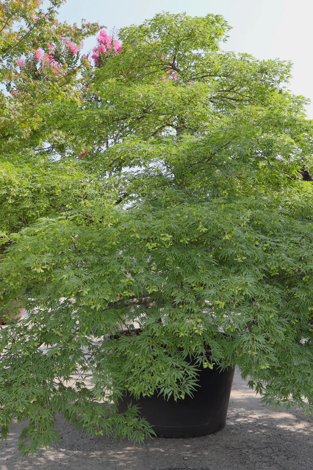 Acer palmatum 'Dissectum' — specimen