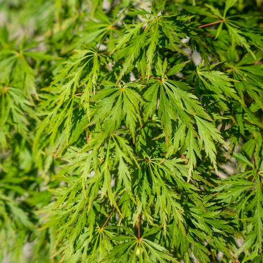 Acer palmatum 'Dissectum' — leaf detail