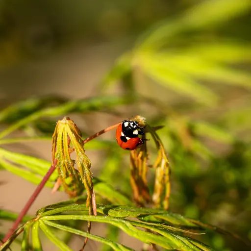 Acer palmatum 'Dissectum' — pollinator detail