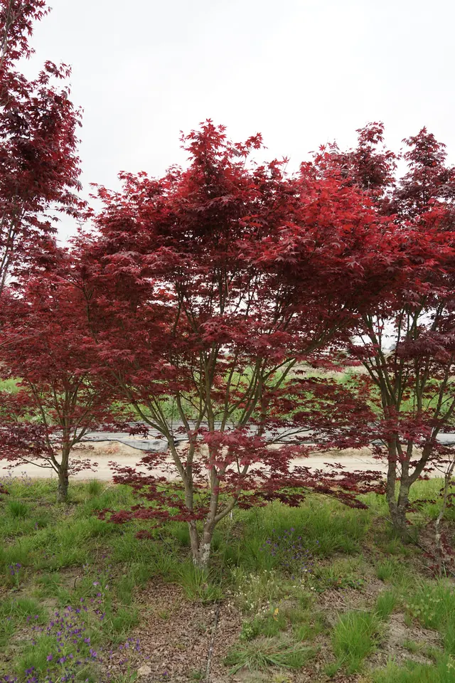 Acer palmatum 'Fireglow' — specimen