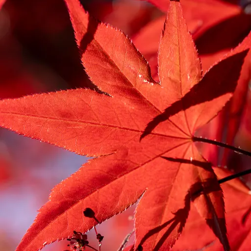 Acer palmatum 'Fireglow' — leaf detail