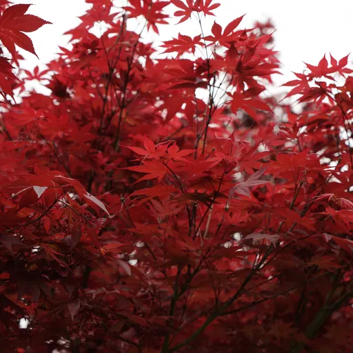 Acer palmatum 'Fireglow' — leaf detail
