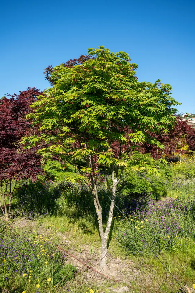 Acer palmatum 'Osakazuki' — specimen