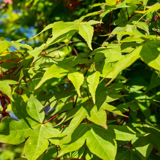 Acer palmatum 'Osakazuki' — leaf detail