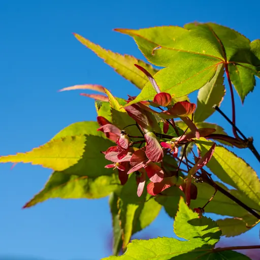 Acer palmatum 'Osakazuki' — leaf detail