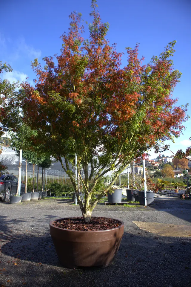 Acer palmatum 'Seiryu' — specimen