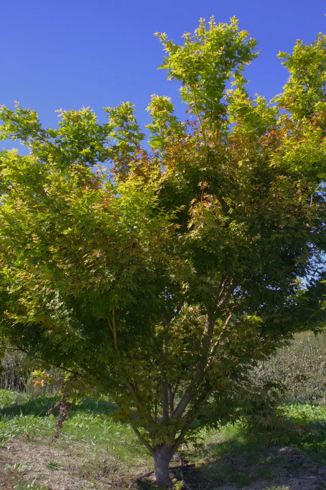 Acer palmatum 'Senkaki' — specimen