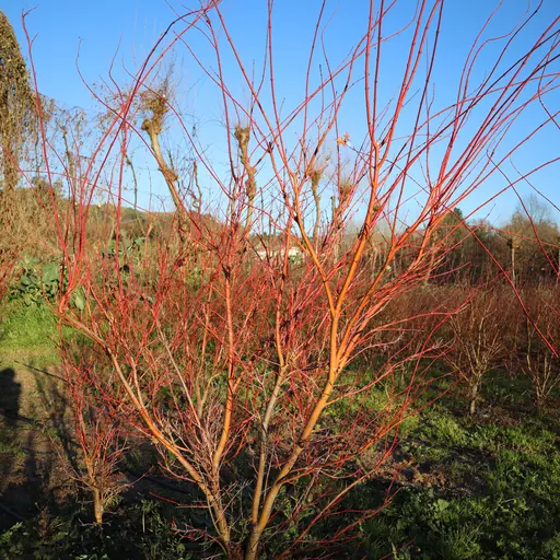 Acer palmatum 'Senkaki' — specimen