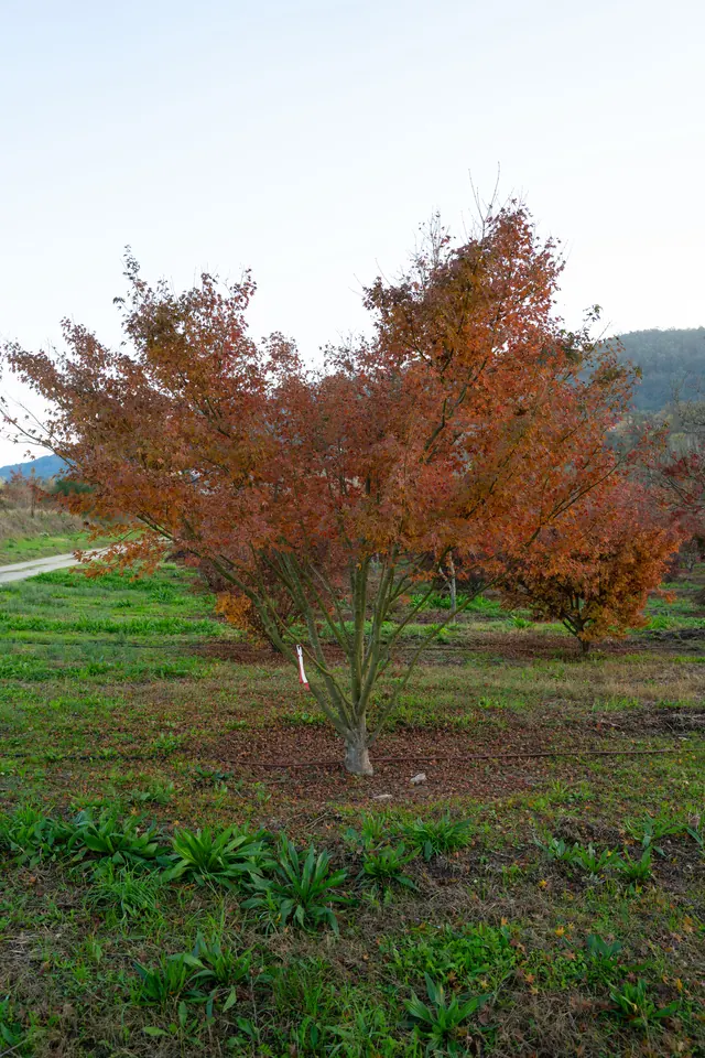 Acer palmatum — specimen