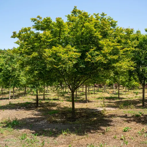 Acer palmatum — specimen