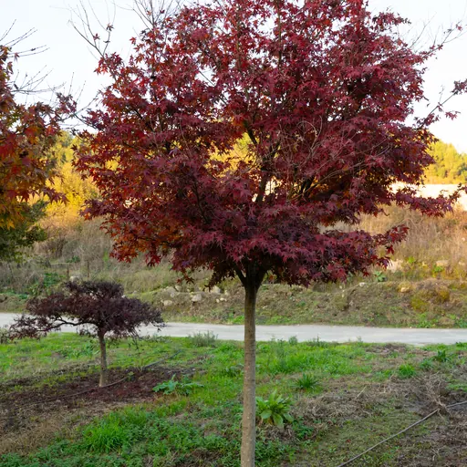 Acer palmatum — specimen