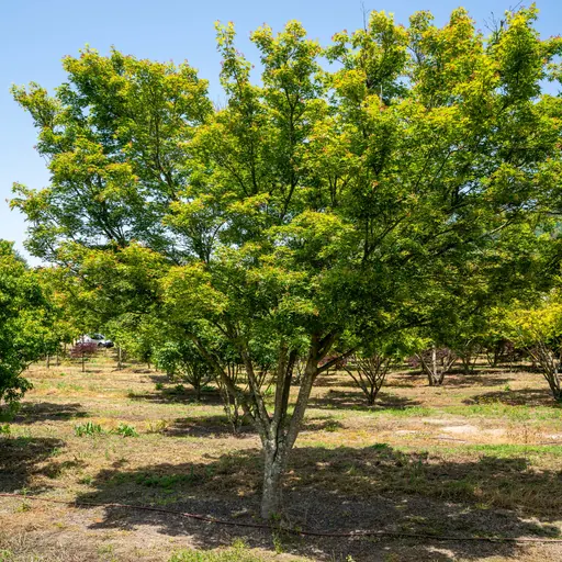 Acer palmatum — specimen