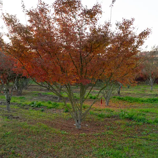 Acer palmatum — specimen