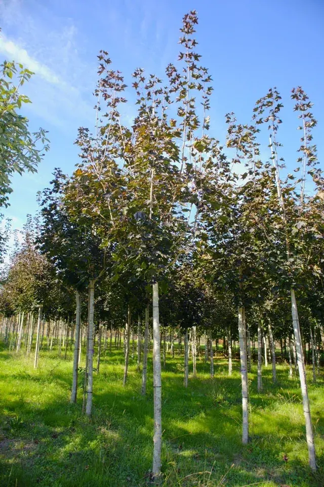 Acer platanoides 'Crimson King' — specimen