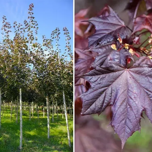 Acer platanoides 'Crimson King' — specimen