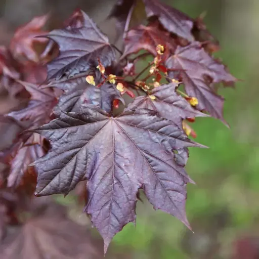 Acer platanoides 'Crimson King' — specimen