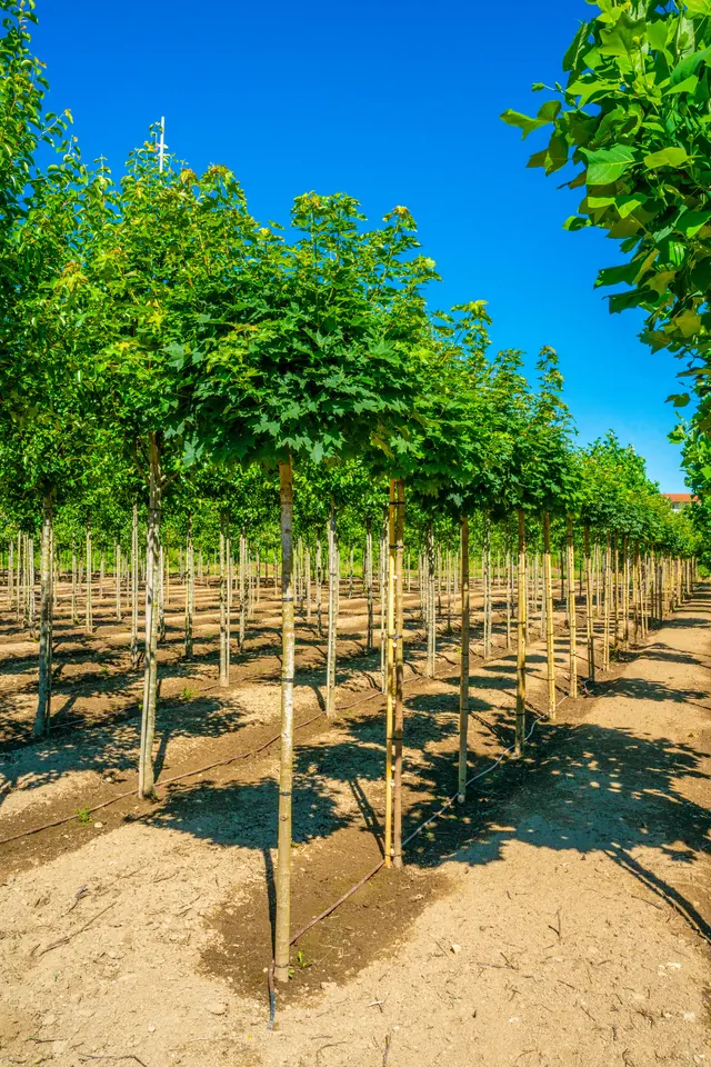 Acer platanoides 'Globosum' — specimen