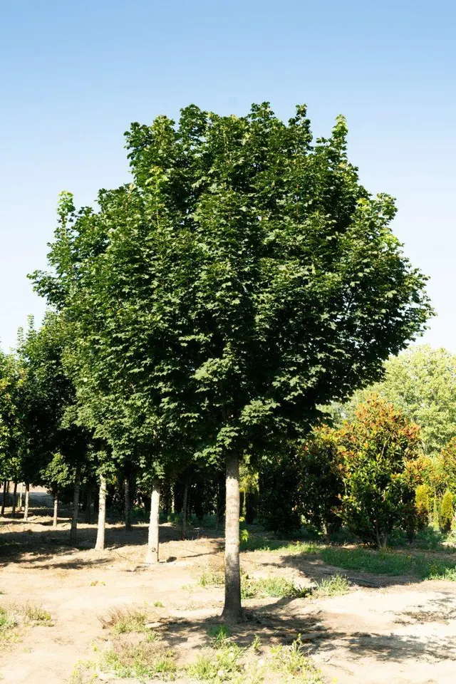Acer pseudoplatanus — specimen