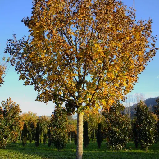 Acer pseudoplatanus — specimen