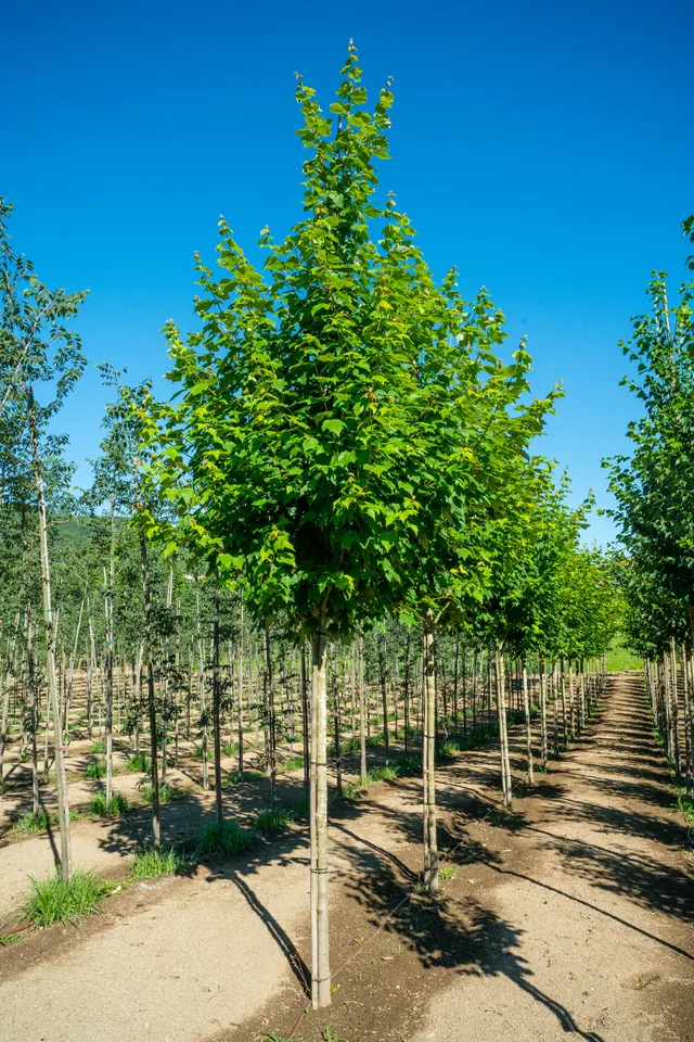 Acer rubrum — specimen