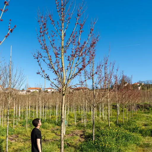 Acer rubrum — fall
