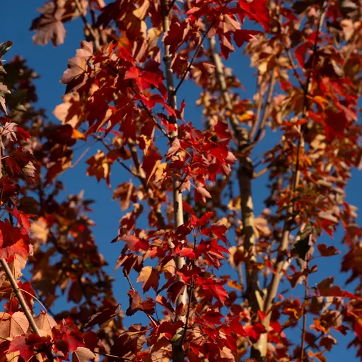 Acer rubrum — leaf detail