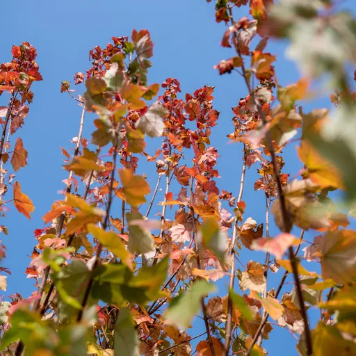 Acer rubrum — leaf detail