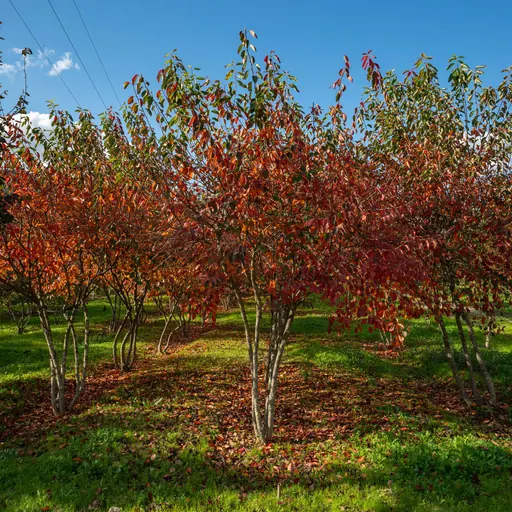 Amelanchier lamarckii — specimen