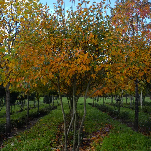 Amelanchier lamarckii — specimen