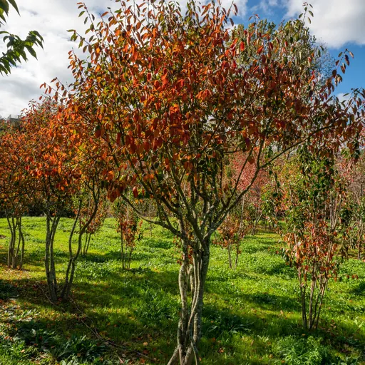 Amelanchier lamarckii — specimen