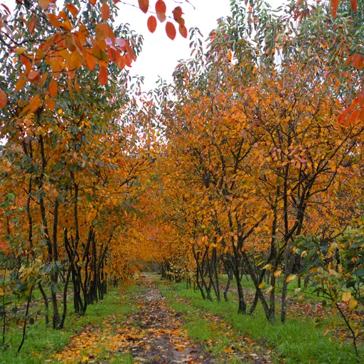 Amelanchier lamarckii — specimen