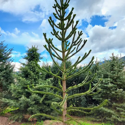 Araucaria araucana — specimen