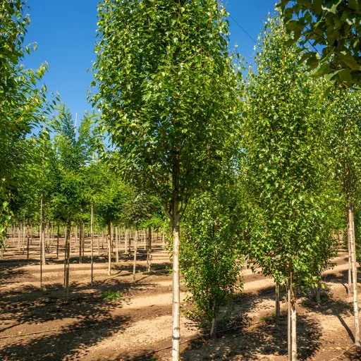 Betula pendula 'Fastigiata' — specimen