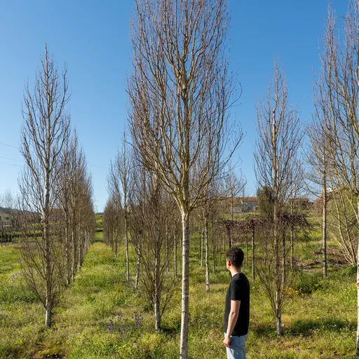 Betula pendula 'Fastigiata' — winter